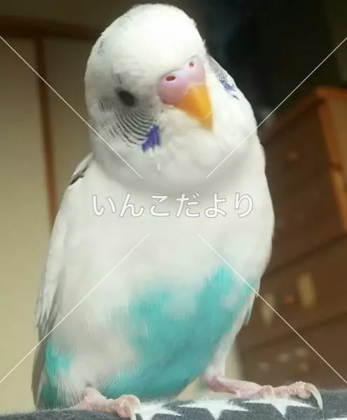 迷い鳥の写真