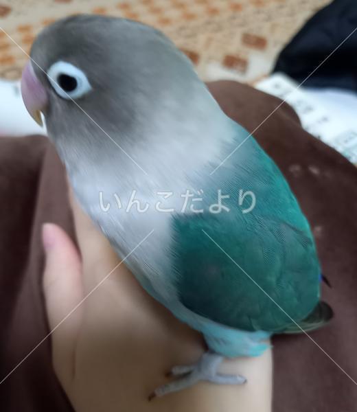 迷い鳥の写真