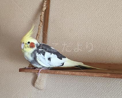 迷い鳥の写真