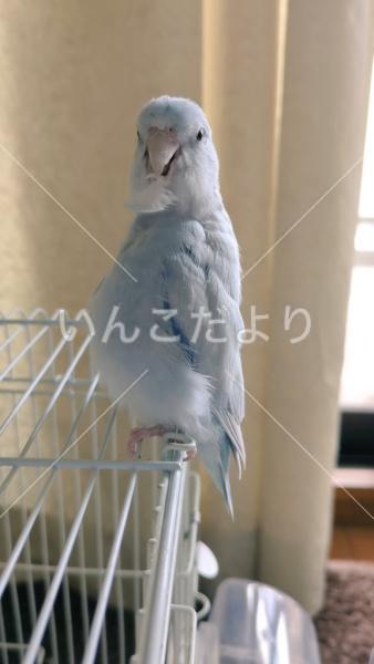 迷い鳥の写真