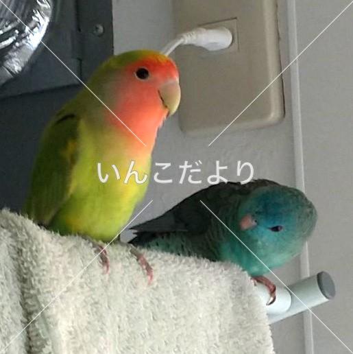 迷い鳥の写真