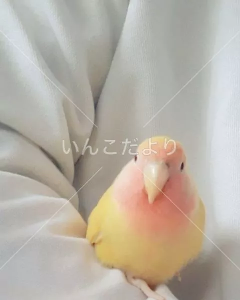 保護鳥の写真