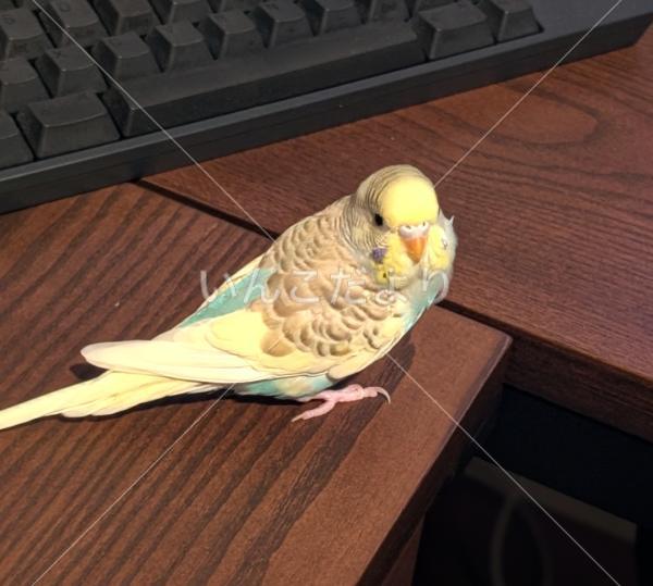 迷い鳥の写真