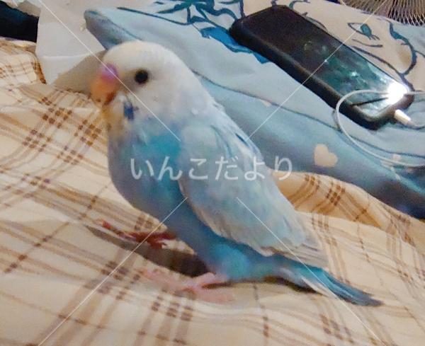 迷い鳥の写真