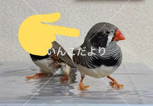 迷い鳥の写真