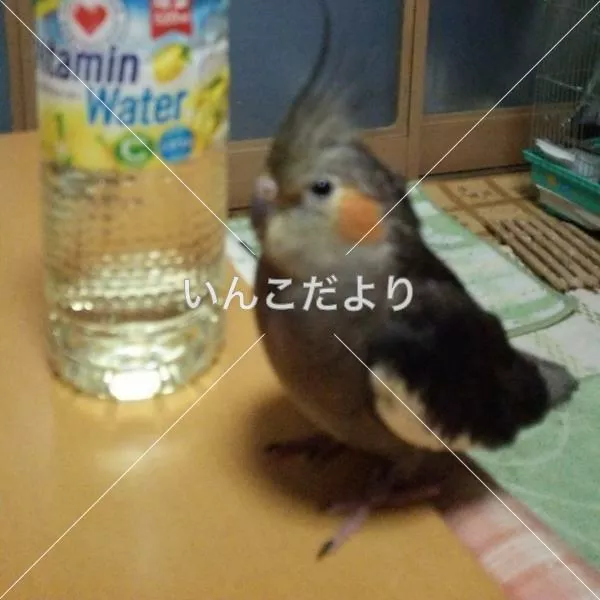 迷い鳥の写真
