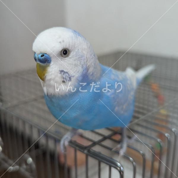 迷い鳥の写真