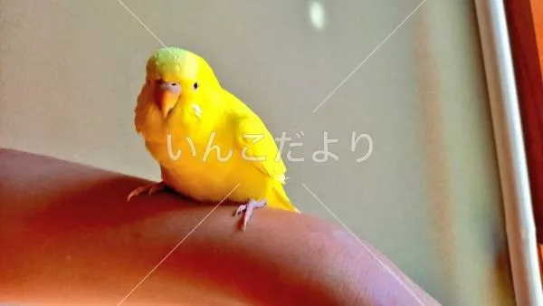 保護鳥の写真