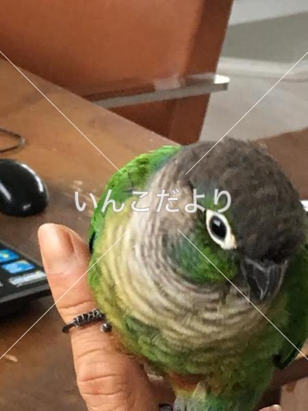 迷い鳥の写真