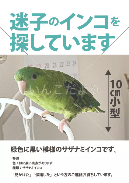 迷い鳥の写真