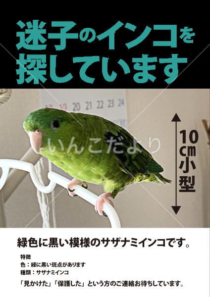 迷い鳥の写真