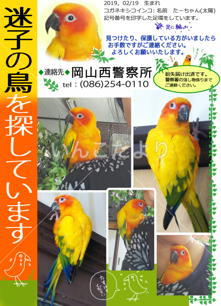 迷い鳥の写真