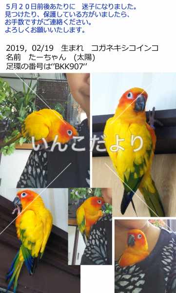 迷い鳥の写真