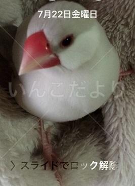 迷い鳥の写真