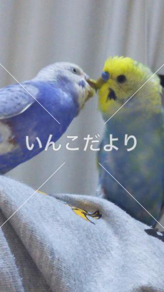 迷い鳥の写真