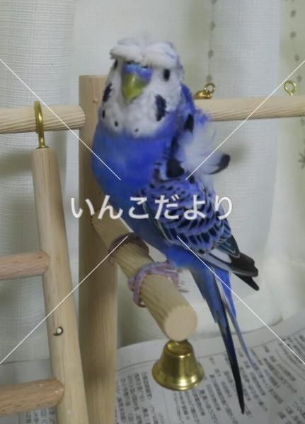 迷い鳥の写真