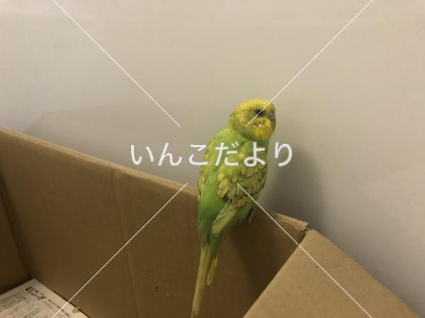 保護鳥の写真