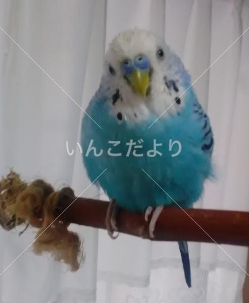 迷い鳥の写真