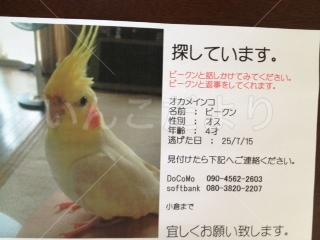 迷い鳥の写真