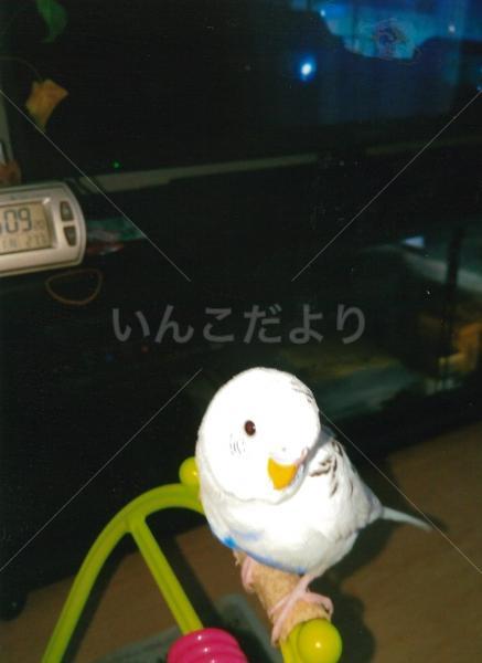迷い鳥の写真