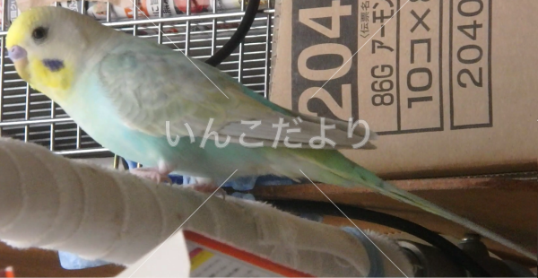 迷い鳥の写真