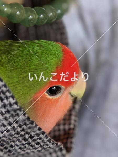 迷い鳥の写真