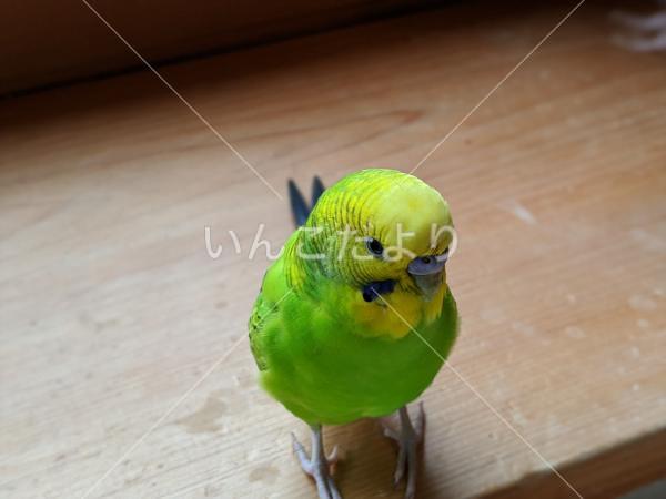 迷い鳥の写真