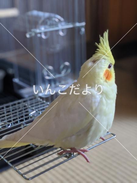 迷い鳥の写真