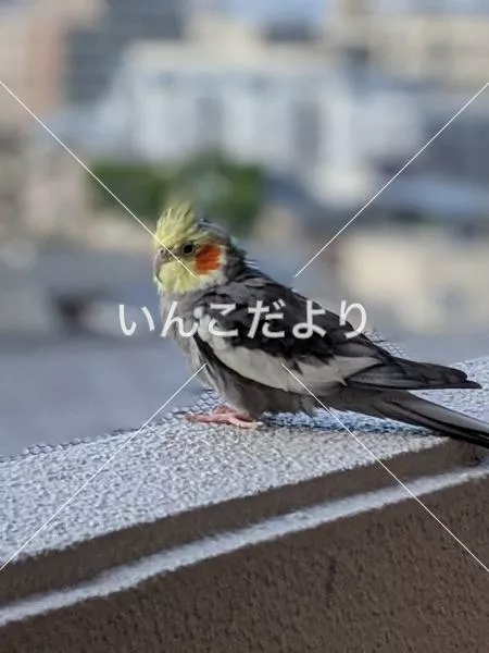 保護鳥の写真