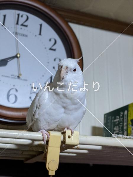 迷い鳥の写真