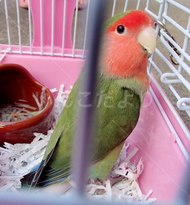 保護鳥の写真