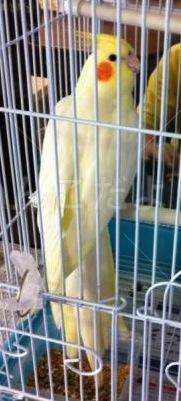 保護鳥の写真