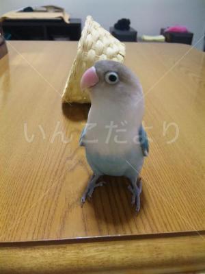 迷い鳥の写真