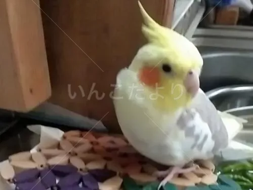 迷い鳥の写真