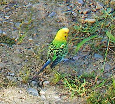 保護鳥の写真