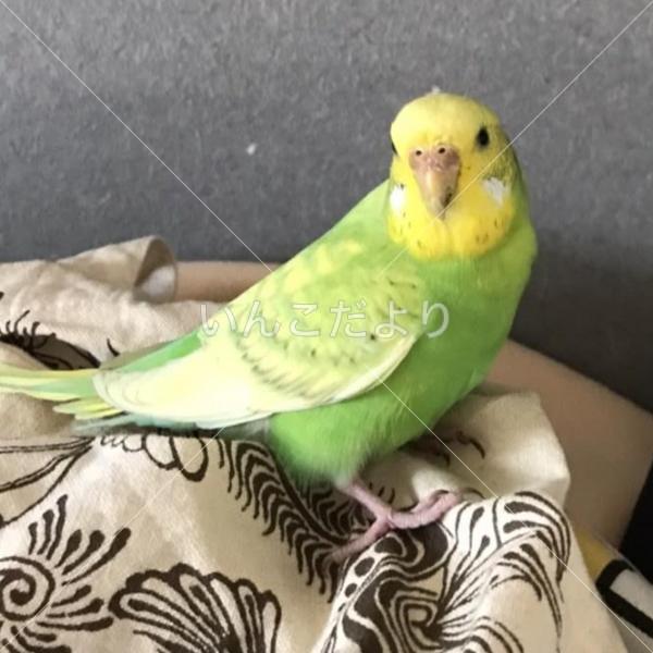 保護鳥の写真