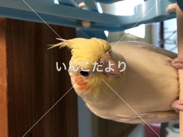 迷い鳥の写真