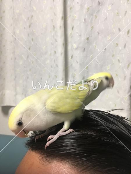 迷い鳥の写真