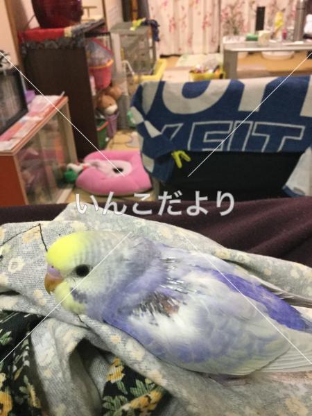 迷い鳥の写真