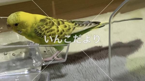 迷い鳥の写真