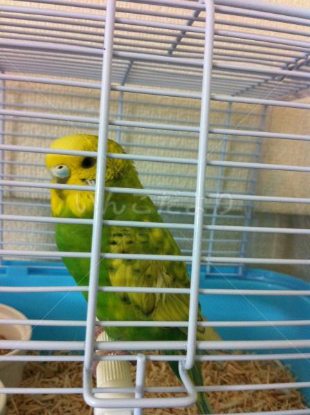 保護鳥の写真
