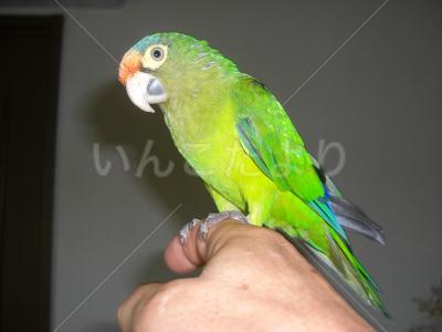 保護鳥の写真