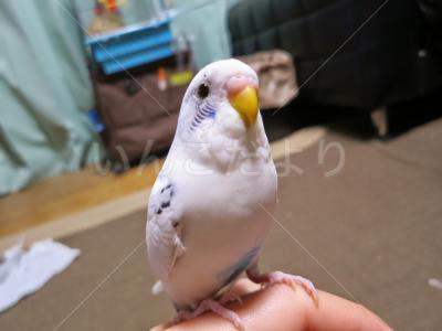 迷い鳥の写真