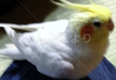 迷い鳥の写真