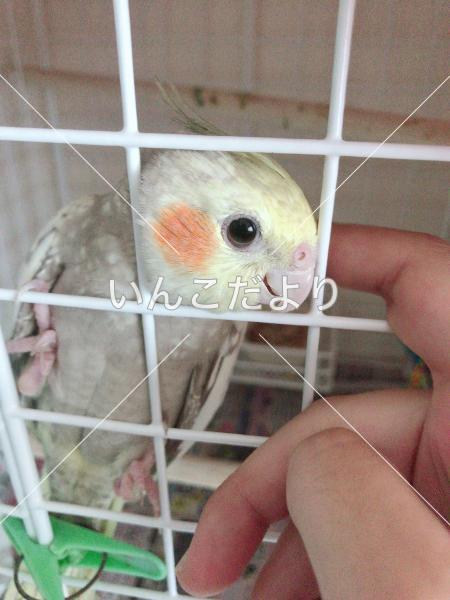 迷い鳥の写真