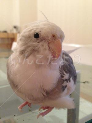 迷い鳥の写真