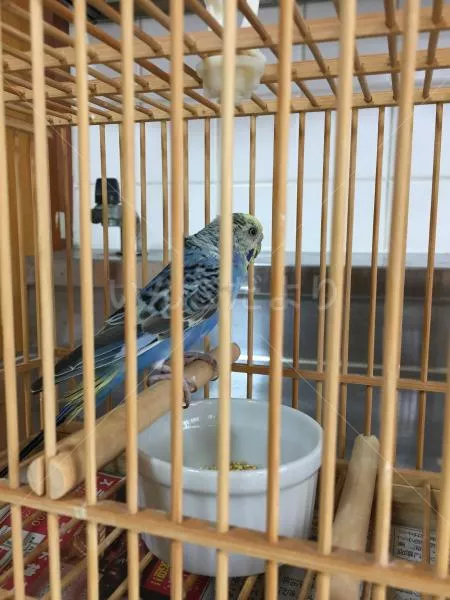 保護鳥の写真
