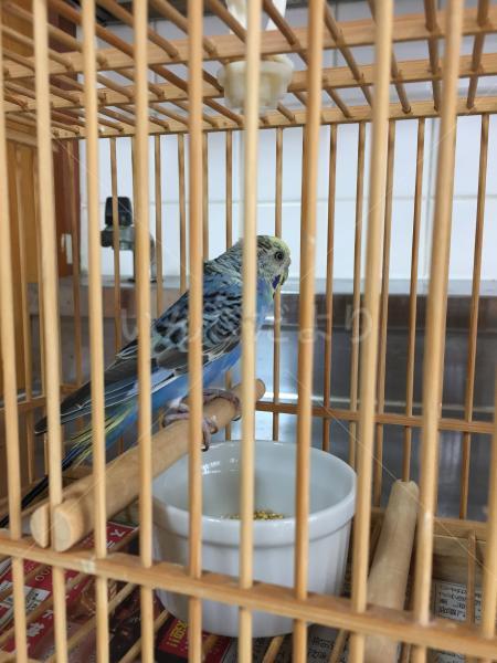 保護鳥の写真