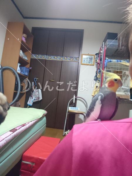 迷い鳥の写真