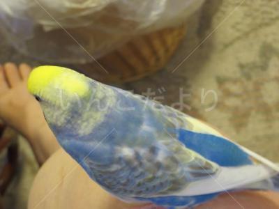 迷い鳥の写真